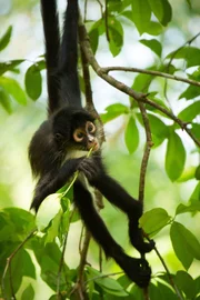 Young spider monkey feeding on fresh leaves in Guatemala