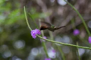 Ein Kolibri in der Karibik - der schnellste Vogel der Welt tankt Energie.