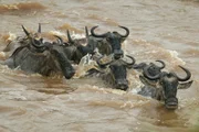 Jedes Jahr auf ihrer großen Wanderung durchqueren Gnu-Herden den von Krokodilen belagerten Mara-Fluss.