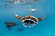 Die großen Mäuler der Mantarochen sind perfekt, um Plankton aus dem Indischen Ozean zu filtern.