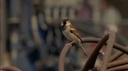 Der Spatz gehört in bayerische Biergärten wie die Brezen, hinter deren Krümeln er her ist. Doch die frechen Vögel verschwinden aus Bayern. Seit 2016 steht der Spatz auf der Roten Liste der gefährdeten Tierarten. Bild: Spatz auf einer Baustelle.