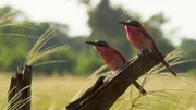 Ein Pärchen der südlichen Karminspinte auf Futtersuche im hohen Grasland von Botswana.