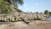 Am Mara-Fluss lauert ein Krokodil auf Beute.