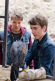Pawel (Moritz Knapp,re.) und sein neuer Freund Dominik Bentz (Andreas Warmbrunn) haben beim Schulausflug einen Bussard aus einer fiesen Falle befreit. Nun wollen sie den Raubvogel trainieren. Ihr Traum: die eigene Flugshow!