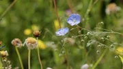 Gute Nachrichten vom Planeten – Wie wir Moor, Heide und Wiese schützen. Moore, Heiden und Wiesen sind Orte der Artenvielfalt und können schon mit kleinen Massnahmen gerettet werden.