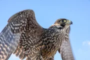 Wanderfalken gehören mit einer Flug-Geschwindigkeit von über 300 Stundenkilometern zu den schnellsten Vögeln.