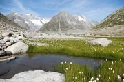 An den Gletscherseen gedeiht eine einmalige Pflanzenwelt.