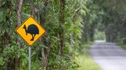 Mehr als Koalas und Kängurus: Eine Reise ins australische Queensland verspricht faszinierende Tierbegegnungen.