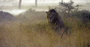 Der Löwe weiß: Wenn es in der Serengeti regnet, ist seine Beute nicht weit.