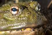 Ochsenfrosch.