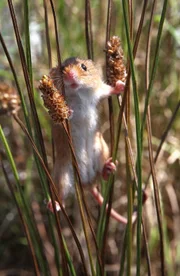 Die Zwergmaus, eines der kleinsten Säugetiere der Welt, wiegt nur so viel wie ein paar Streichhölzer und kann ihr ganzes Leben hoch oben im Gräserwald verbringen.
