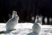 Schneeschuh-Hasen.