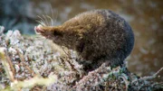 Wasserspitzmaus