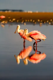 Der Rosalöffler ist ein typischer Feuchtgebiet-Bewohner, den man im Everglades Nationalpark finden kann.