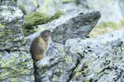 In den Sommermonaten fressen sich Murmeltiere eine dicke Speckschicht für den Winter an.