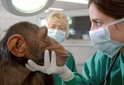Susanne Mertens (Elisabeth Lanz) untersucht den Schimpansen Ringo.