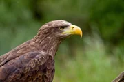 Seeadler.