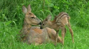 Universum: "Kitz & Co - Die Kunst des Verschwindens", Warum hat ein Rehkitz weiße Flecken - und warum verschwinden sie, wenn es älter wird? Wieso sind Frischlinge gestreift und erwachsene Wildschweine nicht? Es sind ausgefeilte Tarnstrategien, die Kitz & Co das Überleben in der Natur sichern sollen. Universum-Regisseur Kurt Mündl begleitet das Heranwachsen eines Rehkitzes und zeigt, wie Tierkinder das Versteckspiel im Wald meisterlich beherrschen. Im Bild: Rehmutter und Kitz.