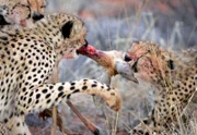 Auf Geparde trifft man auch in der südlichen Kalahari, dort wo Südafrika, Namibia und Botswana aneinander grenzen. In dieser kargen Region gibt es kaum Bäume und Sträucher - nur Sand und Gestein.