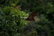 Maskarenen Flughunde gibt es nur auf Mauritius und La Réunion. Die Art gilt als gefährdet, wird auf Mauritius dennoch verfolgt, da sie auch in Obstplantagen nach Nahrung sucht.