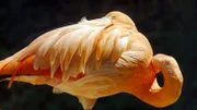 Flamingo - Zoo Schönbrunn.