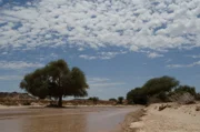 Nur zwei Wochen im Jahr führt der Hoanib Wasser.
