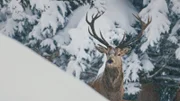Das Rotwild im Hochwinter. Jede Bewegung trägt nun Ruhe in sich.