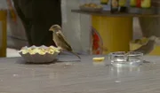 Der Spatz gehört in bayerische Biergärten wie die Brezen, hinter deren Krümeln er her ist. Doch die frechen Vögel verschwinden aus Bayern. Seit 2016 steht der Spatz auf der Roten Liste der gefährdeten Tierarten.