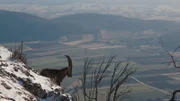 Entlang der Hohen Wand in Niederösterreich steht der letzte Steinbock des Alpenraums. Dahinter beginnt bereits die pannonische Ebene.