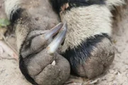 Achtung vor den Krallen an den Vorderfüßen: der Ameisenbär setzt sie zum Graben nach Ameisen ein - aber auch zur Verteidigung gegen Artgenossen oder Raubkatzen.