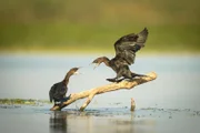 Flinke Taucher: Zwergscharben gehören zur Familie der Kormorane und sind im Donaudelta heimisch.