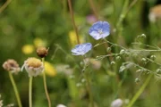 SRF school Gute Nachrichten vom Planeten - Wie wir Moor, Heide und Wiese schützen Moore, Heiden und Wiesen sind Orte der Artenvielfalt und können schon mit kleinen Massnahmen gerettet werden.