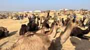 Kamelmesse in Pushkar.