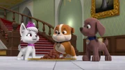 v.li.: Sweetie, Rubble, Zuma
