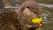 ARD/NDR SPÜRNASE, FÄHRTENSAU & CO. (12), "Otter Otto geht baden". Der verspielte Otter Otto soll schwimmen lernen.