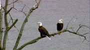 Am breiten Hudson River leben Weißkopfseeadler – die Wappentiere der USA.