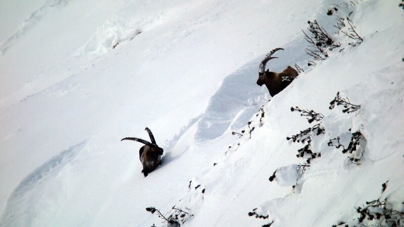 Die Alpen im Winter – Zwischen Dreikönig und Fasnacht (A, 2019)