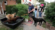 Carne-Corso Rüde Herrmann bei Familie Dias.