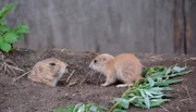Nachwuchs bei den Präriehunden im Jaderpark.