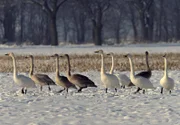 In normalen Wintern bleiben die Gänse in Deutschland, kommen sie wegen der Schneehöhe aber nicht mehr an ihre Nahrung, ziehen sie weiter Richtung Südwesten an Rhein und Schelde.
