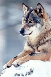 "Universum", "Wilde Heimat - Winter." Der Winter ist ohne Frage die härteste Zeit des Jahres. Schnee und Eis überziehen Land und Gewässer, die Tage sind kurz und dunkel.