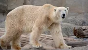 Eisbär Lloyd.