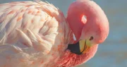 Flamingo-Federn sind eigentlich weiß, und werden erst durch rote Farbstoffe in ihrer Nahrung rosa.
