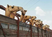 Geduldige Passagiere: Dromedare für Saudi-Arabien