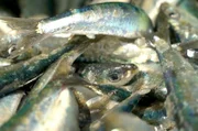 Die Sardine: Das blausilbern schimmernde Fischlein ist längst zu einem Symbol Portugals geworden.