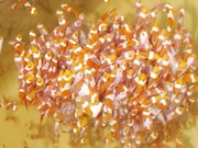 A school of clown fish.