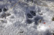 Bei der Jagd nach frischer Beute hat ein Pumaweibchen seine Spuren im Schnee hinterlassen.