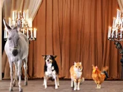 Esel, Hund, Katze und Hahn als "Bremer Stadtmusikanten" aus dem gleichnamigen Märchen der Gebrüder Grimm