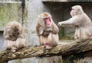 ARD/SWR EISBÄR, AFFE & CO FOLGE 151, "Zoogeschichten aus Stuttgart", am Freitag (03.12.10) um 16:10 Uhr im ERSTEN. Den Japanmakaken wird ein Bad bereitet. Doch wirken sie eher wasserscheu.