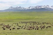 In den nördlichen Rocky Mountains finden sich hoch gelegene Graslandschaften: die perfekte Weidefläche für wilde Bisonherden.
